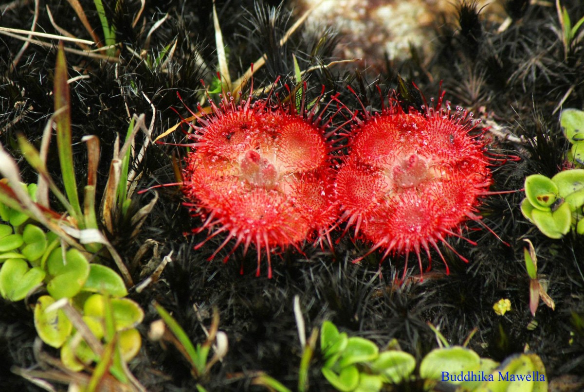 Drosera burmanni Vahl